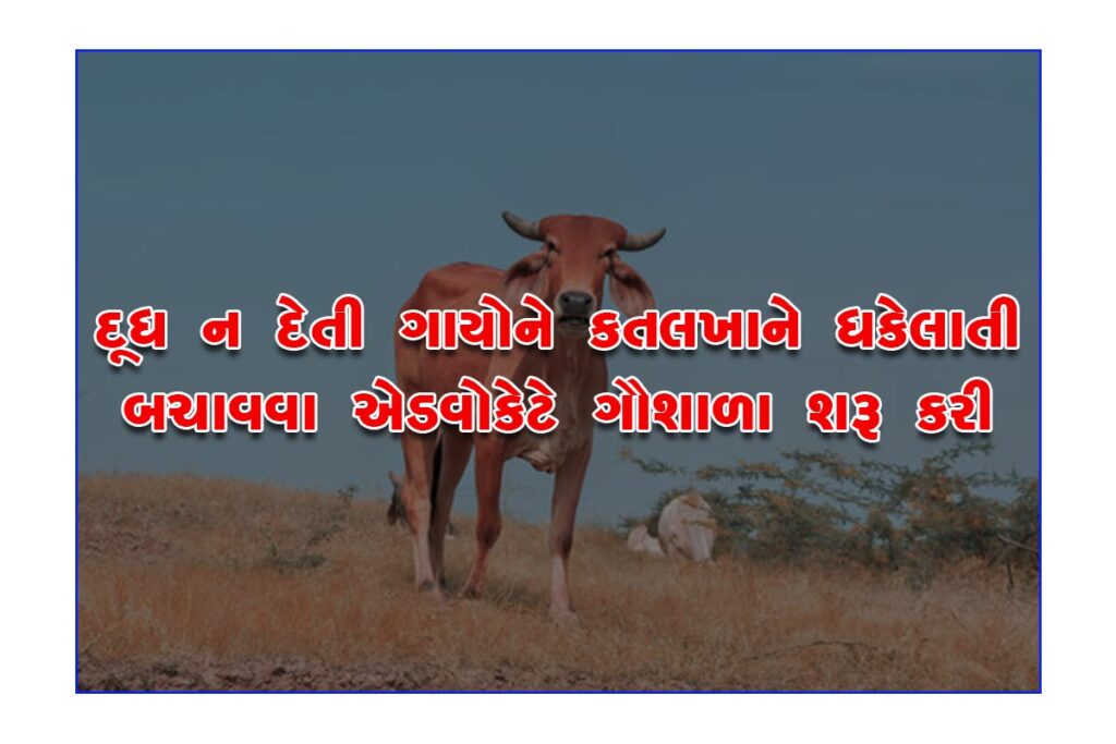 Advocate starts cow shelter to save non-milking cows