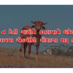 Advocate starts cow shelter to save non-milking cows