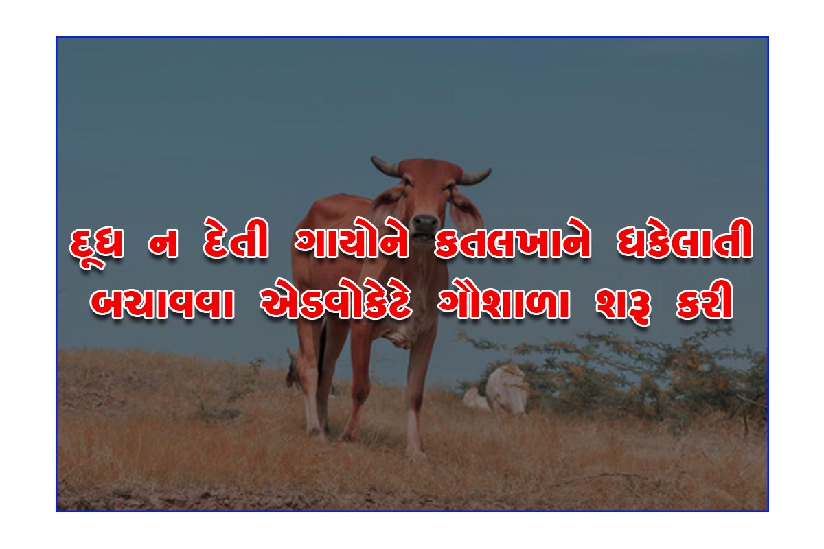 Advocate starts cow shelter to save non-milking cows