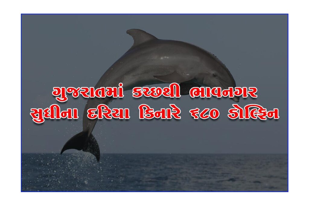 Dolphins on the coast from Kutch to Bhavnagar