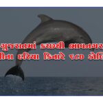 Dolphins on the coast from Kutch to Bhavnagar